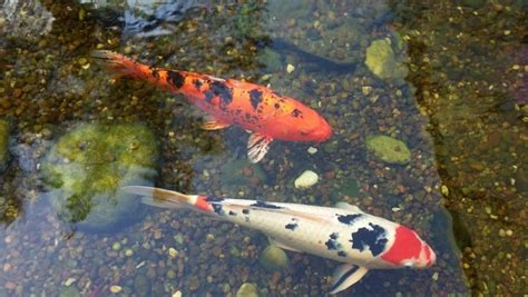 鯉魚要養幾隻|養錦鯉指南 如何選購與照顧